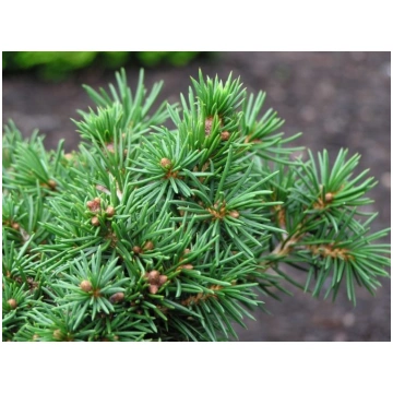 Picea abies 'Maxwellii' (Parastā egle, š