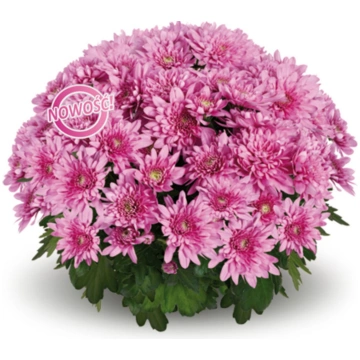 Chrysanthemum podu, vidēju ziedu Mount Connor | A.