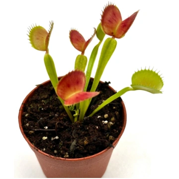 Dionaea Muscipula "CK Equinox" Caput Mundi Labs