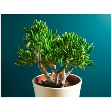 Krasula | Crassula ovata - Gollum tacito