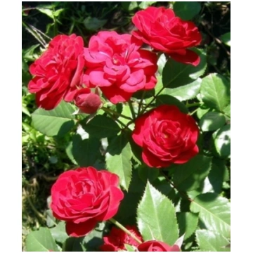 Roze 'Tornado'