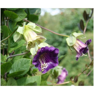 Kobejas Violetas -Baltas MIX,10 sēklas