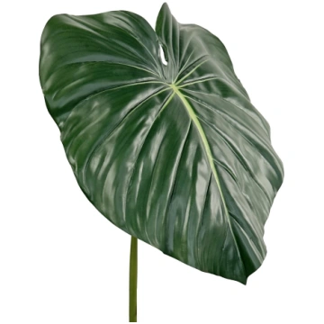 Philodendron heartleaf green 64513