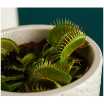 Mušķērājs | Dionaea tacito