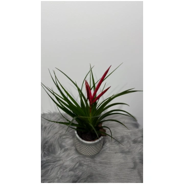Tillandsia Mizuki www.augi-plants.lv