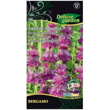 HIBRIDINĖ MONARDA BERGAMO