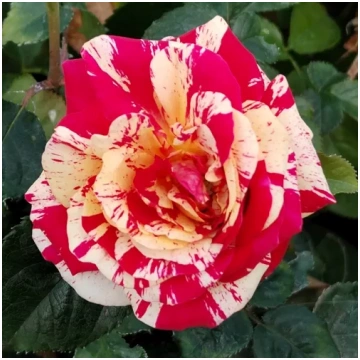 Sarkana - balta - dobes floribundroze - maigi smar