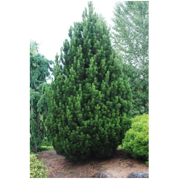 Pinus heldreichii 'Compact Gem' Bosnijas