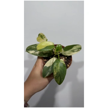 Philodendron Augi-Plants