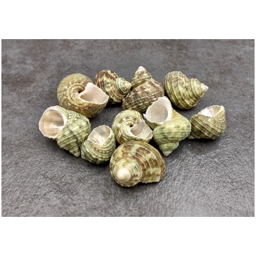 Jade Green Turbo Seashells Turbo Brunneus (10 shel