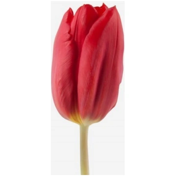 Tulpes STRONG LOVE