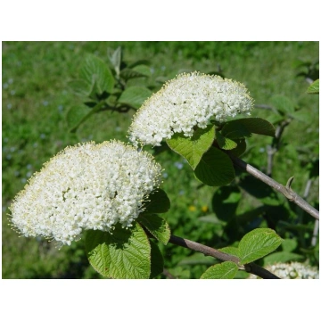 Viburnum lantana-Viburno Donnadipiante - Vendita p