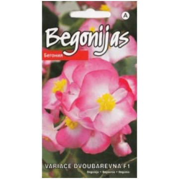 BEGONIJAS VARIACE DVOBAREVNA F1 KURZEMES