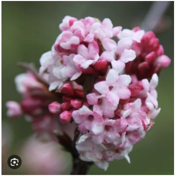 Irbene Viburnum ×bodnantense 'Dawn'