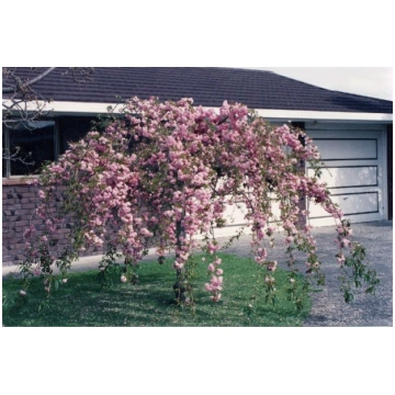 Sakura "Kiku Shidare Zakura" Pa 180-200/6-8 cm