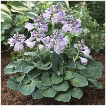 Hosta Blue Mouse Ears- hosta