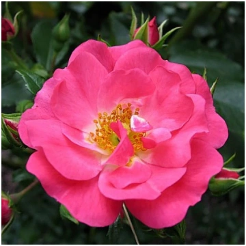 Heidetraum avorful