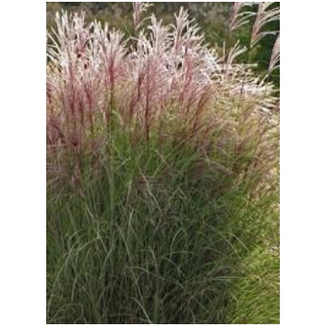 Miscanthus sinensis - Ķīnas miskante