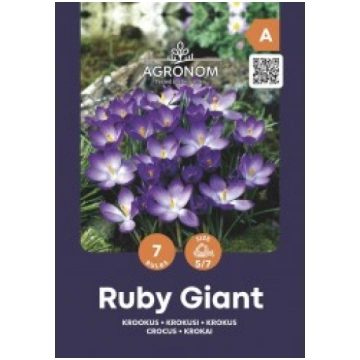 KROKUSI CROCUS RUBY GIANT AGRONOM
