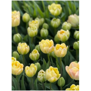 Tulpe Avant Garde: Unikāli, krēmīgi balti ziedi, k