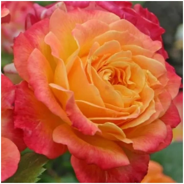 Dzeltena - rozā - dobes grandiflora - floribundroz