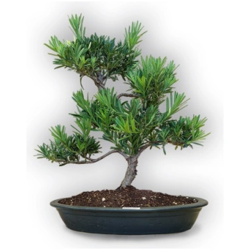 Buddhist pine bonsai, Ref. 8110