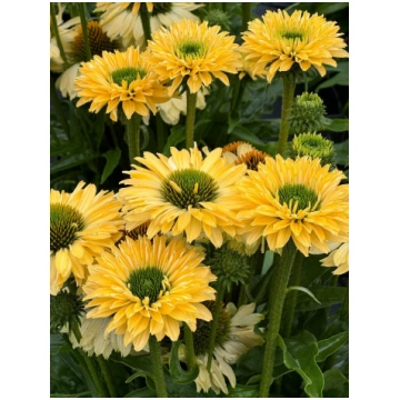 Echinacea purpurea Sunseekers Limoncello- ehinācij