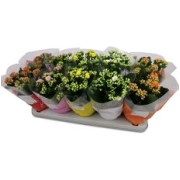 Telpaugi Kalanchoe double blossfeldiana(Kalanhoja)