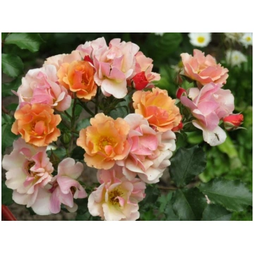 Jazz® (FL) (TAN03078, Bee's Paradise® Fruty, 