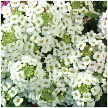 Jūrmalas sudrabzālīte Easter Bonnet White 200 sēkl