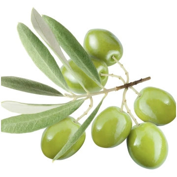Olīvu skvalāns