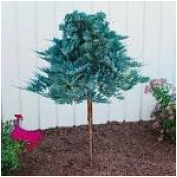 Kadiķis klājeniskais ""Blue Chip" Pa 80-100 cm