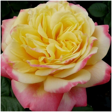 Kordes'Jubilee avorful