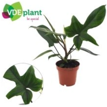 Telpaugi Philodendron (filodendrs)