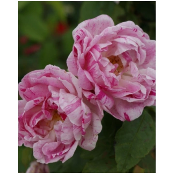 Rosa Honorine de Brabant | A.M. ozoli