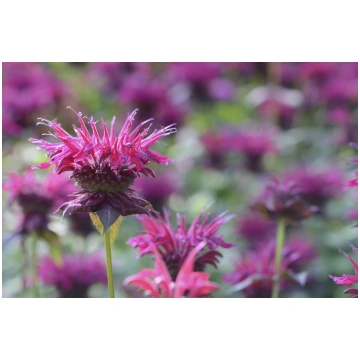 Monarda -Citronpiparmētra 0.3 g DS