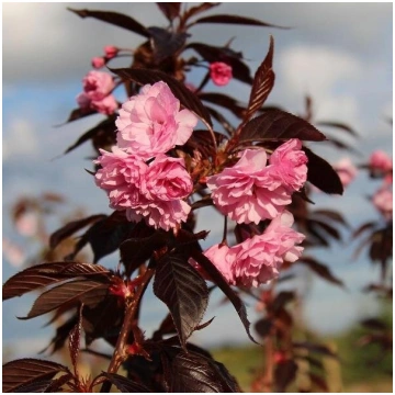 Sakura "Royal Burgundy"