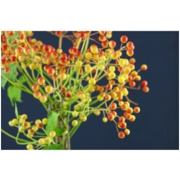 Viburnum Red