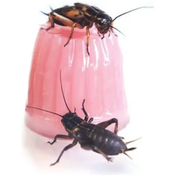 Komodo Jelly Pot Calcium - pārtikas kvalitātes kal