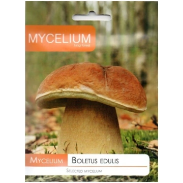 Egļu baravikas Mycelium