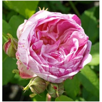 Honorine de Brabant (P/HIST)