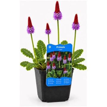 Primula vialii (Primrose) Piante vive