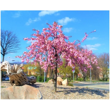 Nokarenā sakura Prunus Kiku shidare zakura