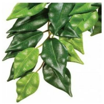 Hagen EXOTERRA ROŚLINA FICUS L | 012856 | 01556123