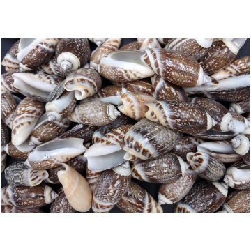 Olive Seashell Dark Assortment Agaronia Gibbosa (A