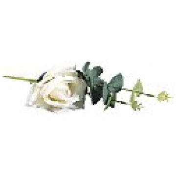 Rozes zariņš ar eikaliptu, garums 28 cm, D:9 cm, b