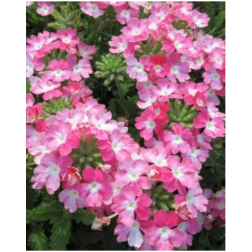 Verbena peruviana EnduraScape Pink Fizz | A.M. ozo