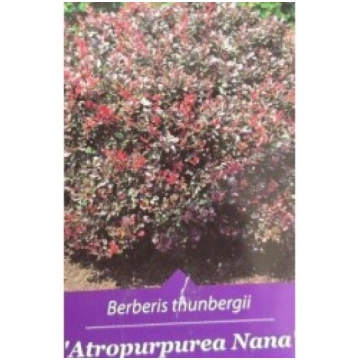 TUNBERGA BĀRBELE ATROPURPUREA NANA KITI UŽSIENIO