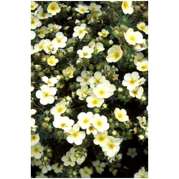 Potentilla fruticosa 'Maanelys', syn. &a