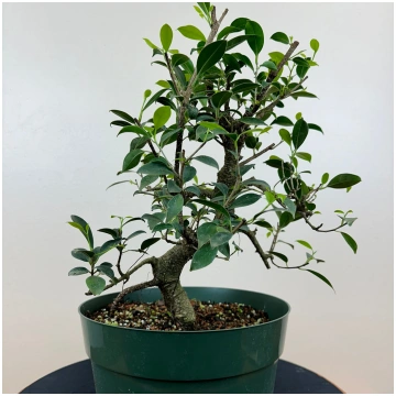 Tiger Bark Ficus Bonsai in 12-inch Growing Pot